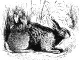 Common Hare (Lepus timidus)